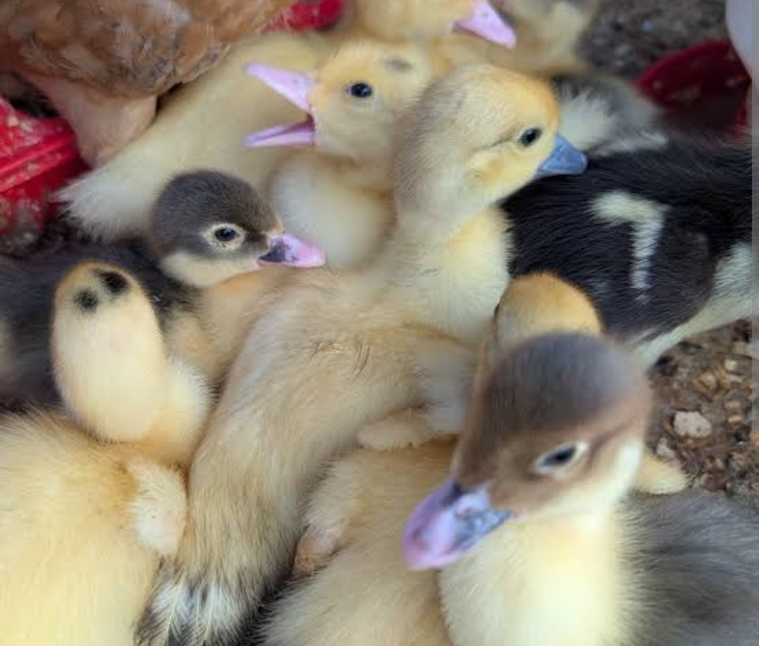Ducklings