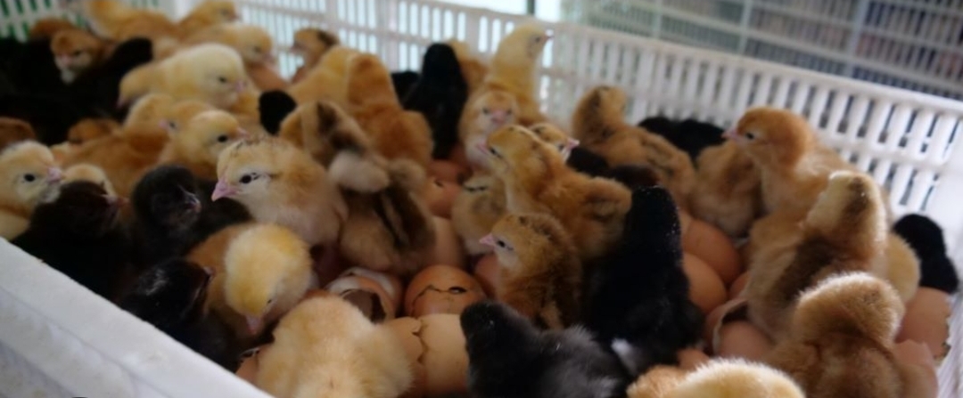 Noiler Chicks