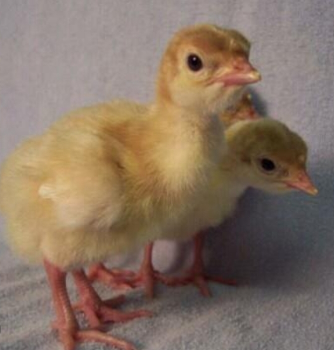 Turkey Poults