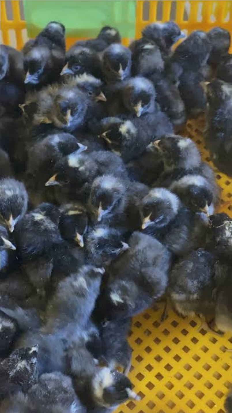 Black Cockerels