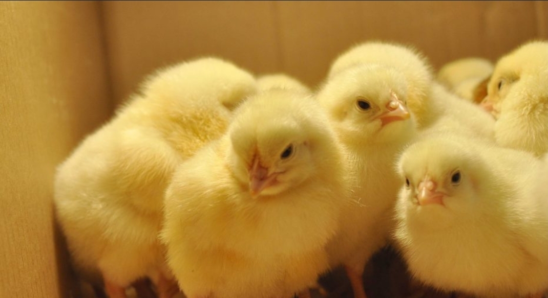Broiler Day-Old Chicks